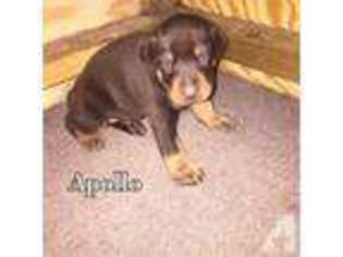 Doberman Pinscher Puppy for sale in MULDROW, OK, USA
