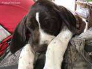 German Shorthaired Pointer Puppy for sale in Capron, IL, USA