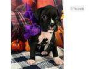 Boxer Puppy for sale in Springfield, MO, USA
