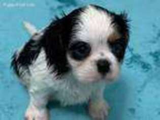 Cavalier King Charles Spaniel Puppy for sale in Oklahoma City, OK, USA