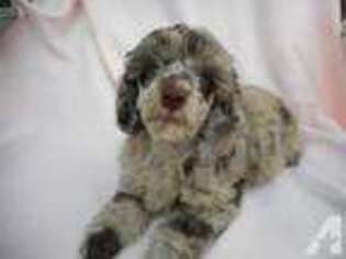 Mutt Puppy for sale in WINDERMERE, FL, USA