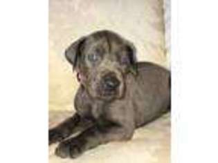 Great Dane Puppy for sale in Chardon, OH, USA