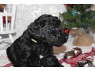 Labradoodle Puppy for sale in Cambridge, MN, USA