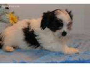 Havanese Puppy for sale in Glen Allen, VA, USA