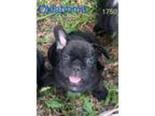 French Bulldog Puppy for sale in Newalla, OK, USA