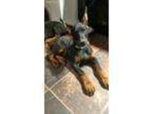 Doberman Pinscher Puppy for sale in Harrisonville, MO, USA
