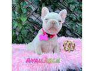 French Bulldog Puppy for sale in Lehigh Acres, FL, USA