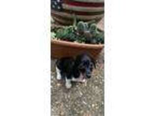 Dachshund Puppy for sale in Camdenton, MO, USA
