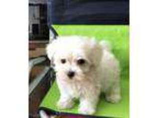 Maltese Puppy for sale in Clearwater, FL, USA