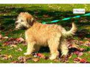 Soft Coated Wheaten Terrier Puppy for sale in Boston, MA, USA