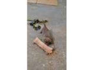 Labrador Retriever Puppy for sale in Dallas, GA, USA