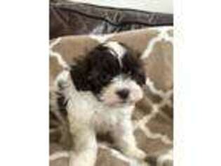 Shih-Poo Puppy for sale in Delaware, OH, USA