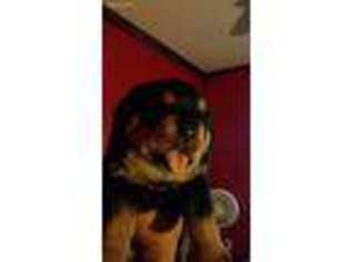 Rottweiler Puppy for sale in Hazel Crest, IL, USA
