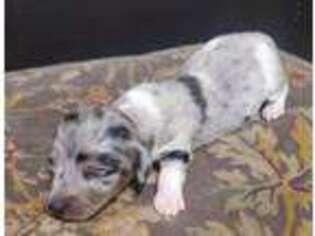 Dachshund Puppy for sale in Hartshorne, OK, USA