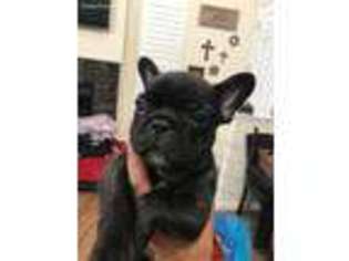 French Bulldog Puppy for sale in West Sacramento, CA, USA