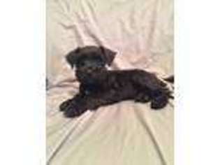 Mutt Puppy for sale in Baltic, SD, USA