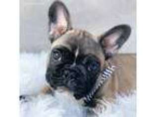 French Bulldog Puppy for sale in Pembroke Pines, FL, USA