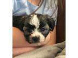 Havanese Puppy for sale in Williamsport, IN, USA