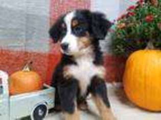 Bernese Mountain Dog Puppy for sale in Peebles, OH, USA