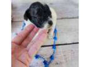 Mutt Puppy for sale in Apopka, FL, USA