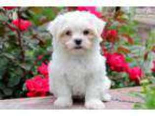 Maltese Puppy for sale in Lancaster, PA, USA