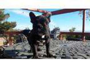 French Bulldog Puppy for sale in Pinon Hills, CA, USA