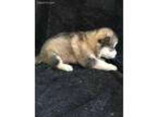 Alaskan Malamute Puppy for sale in Argos, IN, USA