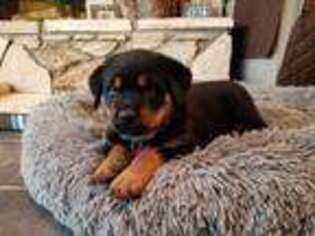 Rottweiler Puppy for sale in Long Beach, CA, USA