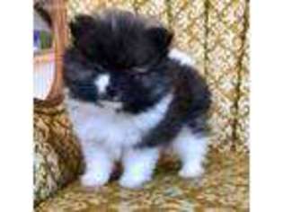 Pomeranian Puppy for sale in Carlyle, IL, USA