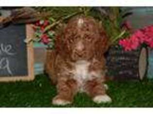 Goldendoodle Puppy for sale in Exline, IA, USA