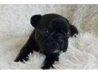 French Bulldog Puppy for sale in North Charleston, SC, USA