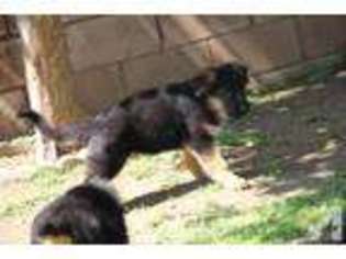 Mutt Puppy for sale in CITY OF INDUSTRY, CA, USA