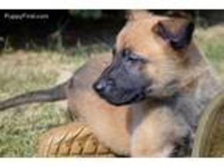 Belgian Malinois Puppy for sale in Crittenden, KY, USA