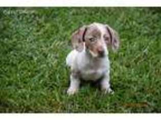 Dachshund Puppy for sale in Strafford, MO, USA