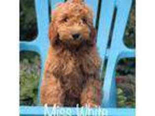Goldendoodle Puppy for sale in Twin Falls, ID, USA