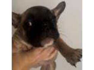 French Bulldog Puppy for sale in Yadkinville, NC, USA