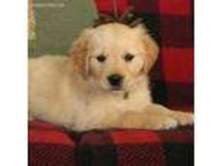 Golden Retriever Puppy for sale in Peach Bottom, PA, USA