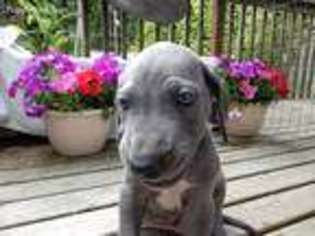 Great Dane Puppy for sale in Brinnon, WA, USA