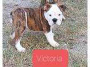 Bulldog Puppy for sale in Booneville, AR, USA