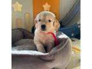 Golden Retriever Puppy for sale in Lecanto, FL, USA