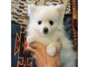 Pomeranian Puppy for sale in Sanderson, TX, USA