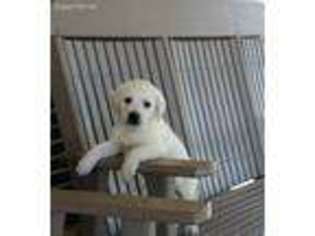 Labrador Retriever Puppy for sale in Woodburn, IN, USA