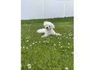 Bichon Frise Puppy for sale in Lynnfield, MA, USA