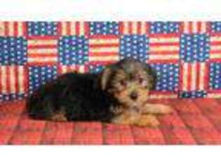 Yorkshire Terrier Puppy for sale in Downsville, LA, USA