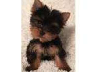 Yorkshire Terrier Puppy for sale in Midland, MI, USA