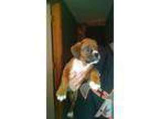 Boxer Puppy for sale in PALESTINE, TX, USA