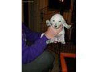 Mutt Puppy for sale in Silverdale, WA, USA