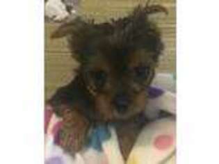 Yorkshire Terrier Puppy for sale in Greenwood, SC, USA
