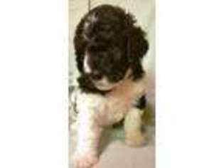 Labradoodle Puppy for sale in Cool, CA, USA