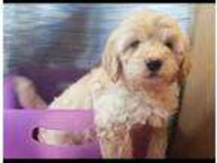 Labradoodle Puppy for sale in Lexington Park, MD, USA